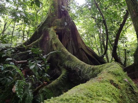Caminata Bosque Eterno de los Niños Estación Pocosol Costa Rica